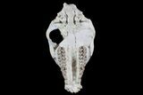 Oreodont (Merycoidodon) Partial Skull - Wyoming #77930-3